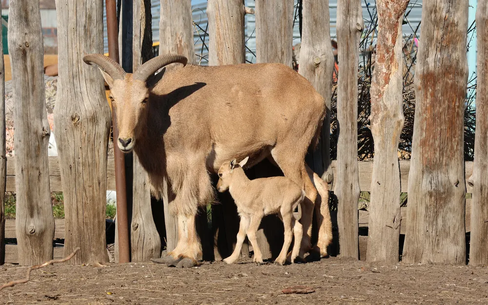 Столичният зоопарк с вход свободен за всички по повод Деня на детето