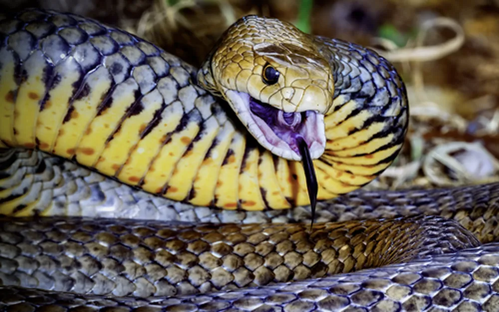 20-годишна е в реанимация след ухапване от змия в Кресна