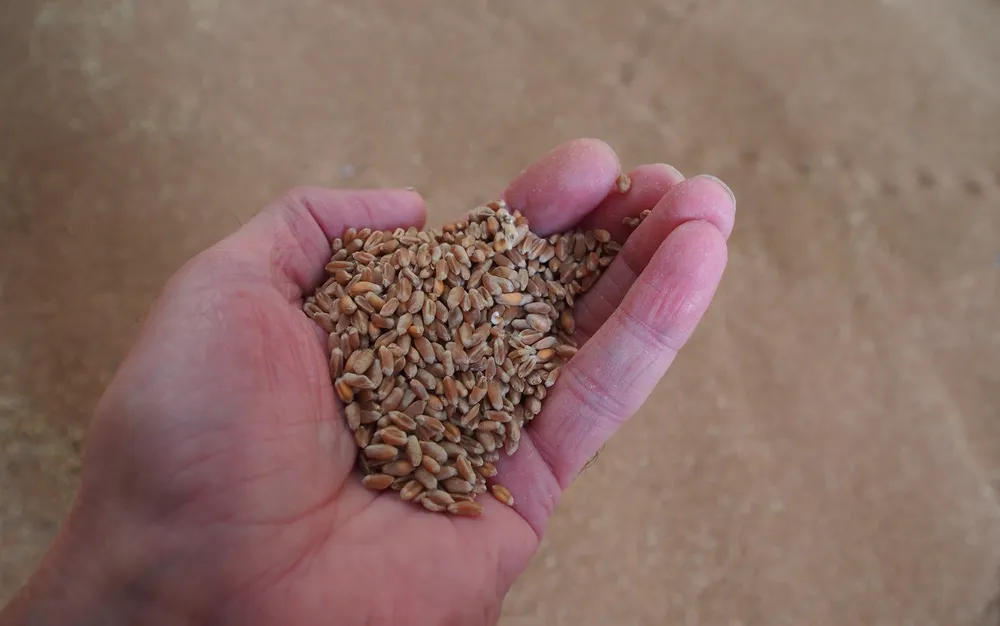 Украйна залови товарен кораб, изнасял зърно от Крим - подробности