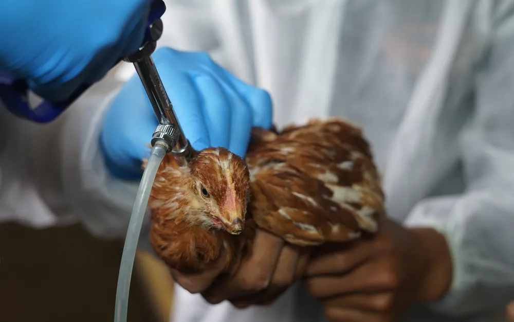 4 нови случая на птичи грип при хора в САЩ