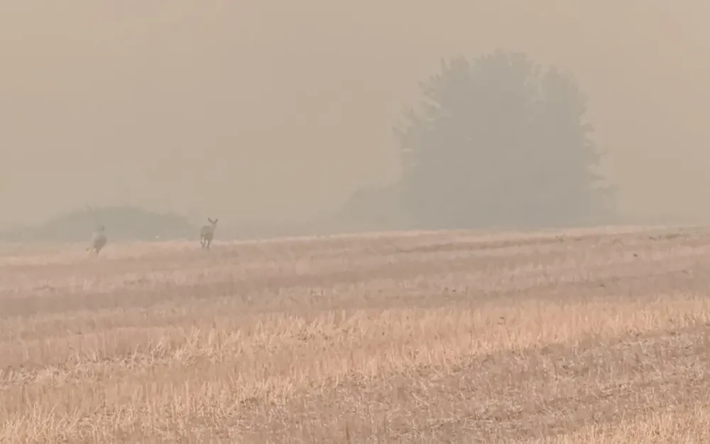 Пожар затвори границата между Северна Македония и Гърция