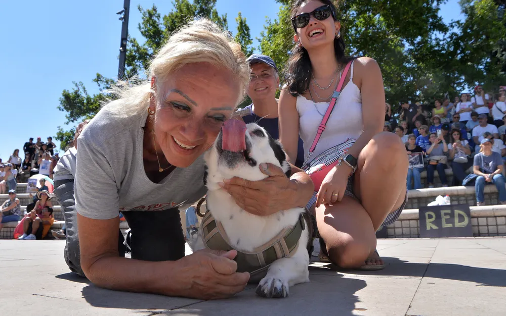 Турция решава съдбата на милиони бездомни кучета