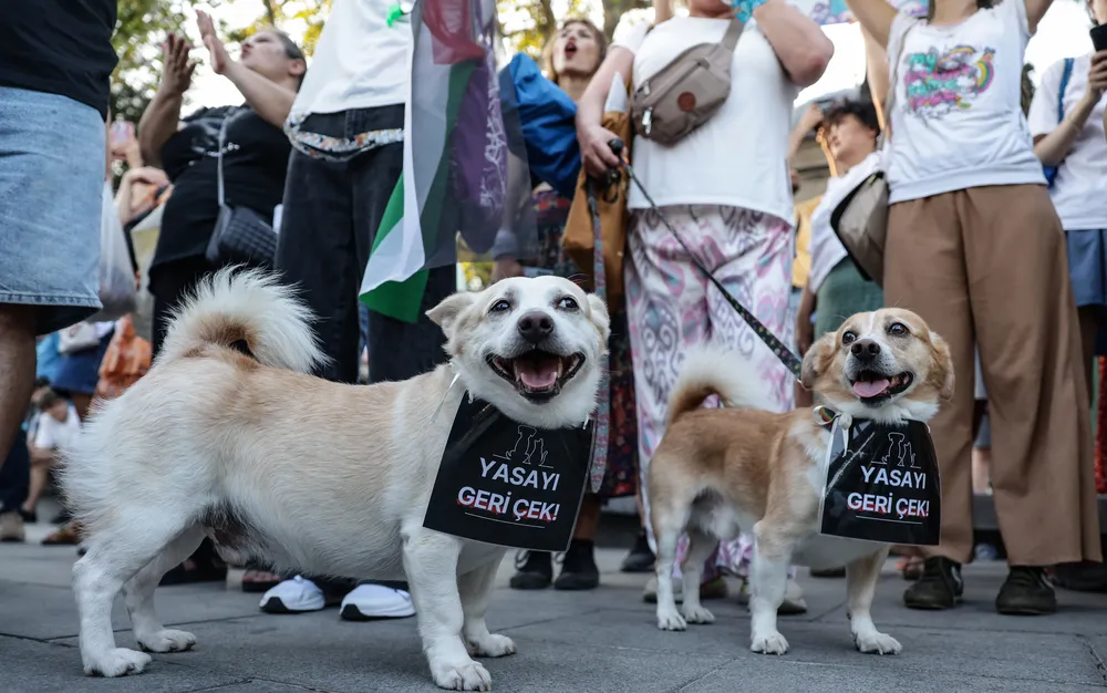 Турция одобри спорен закон за бездомните кучета