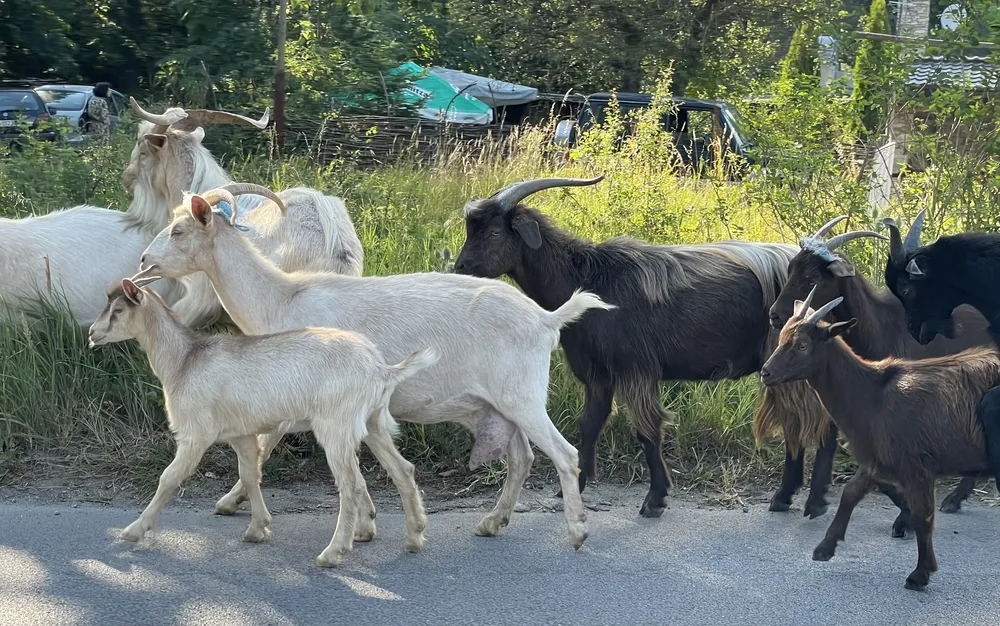 Отрицателни са пробите за чума по дребни преживни животни у нас