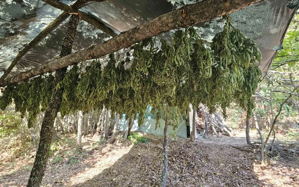 Откриха 679 кг канабис край Кюстендил при полицейска операция - СНИМКИ - ВИДЕО