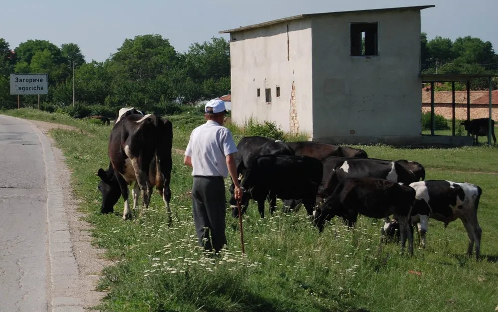 Антракс в Разград, обявено е първично възникнало огнище на заболяването