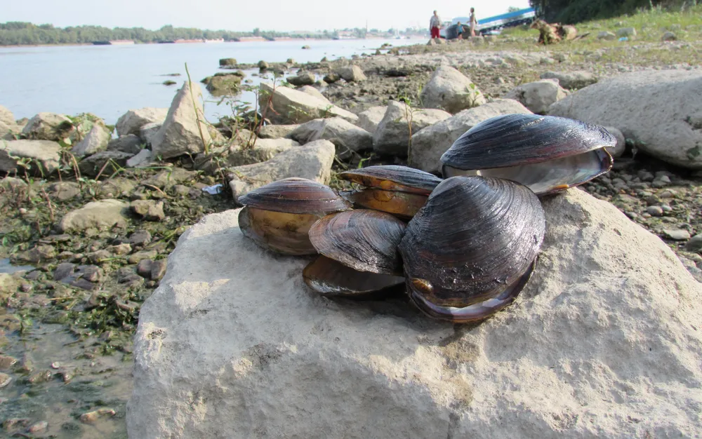 Във Варна откриха Ешерихия коли в миди, предлагани на пазара