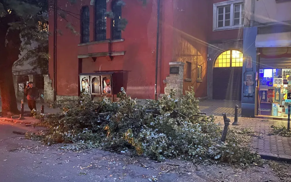 Огромно дърво падна близо до Червената къща в София - подробности - СНИМКИ - ВИДЕО