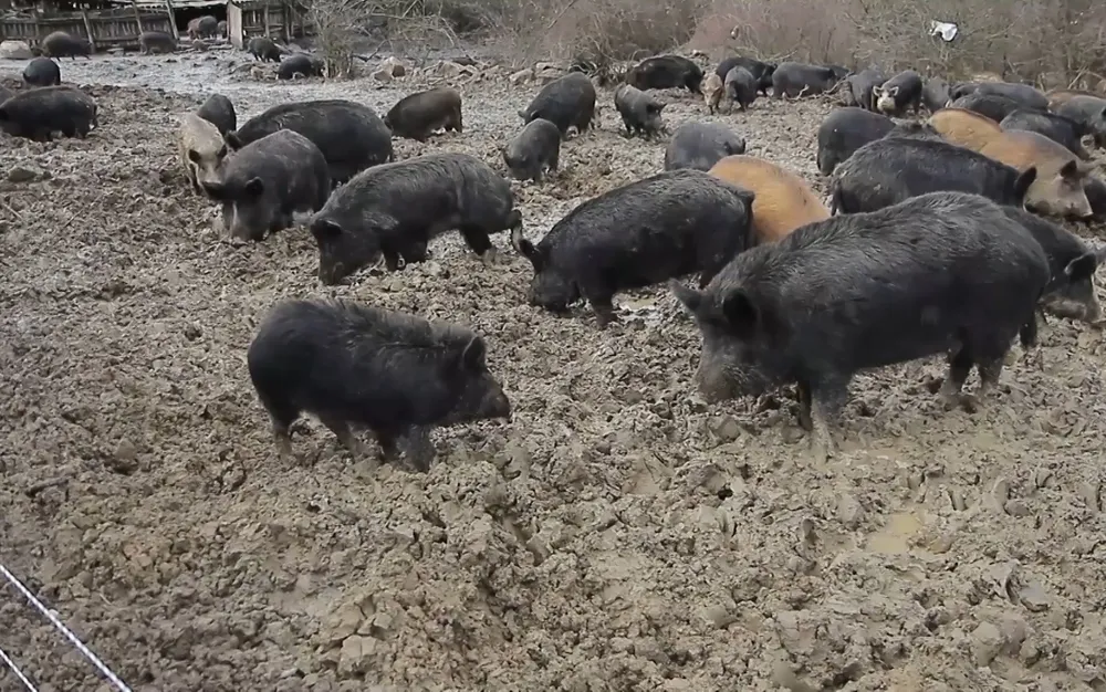 Няма чума по дребните преживни животни в България, проверени са 1701 ферми