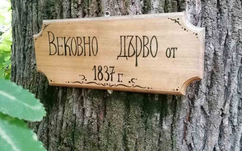 МОСВ обяви 30 вековни дървета за защитени