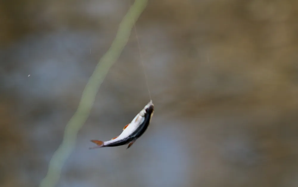 Румъния е Световен шампион по риболов в Пловдив, българите са седми