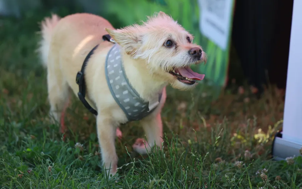 Най-трудните за гледане породи кучета