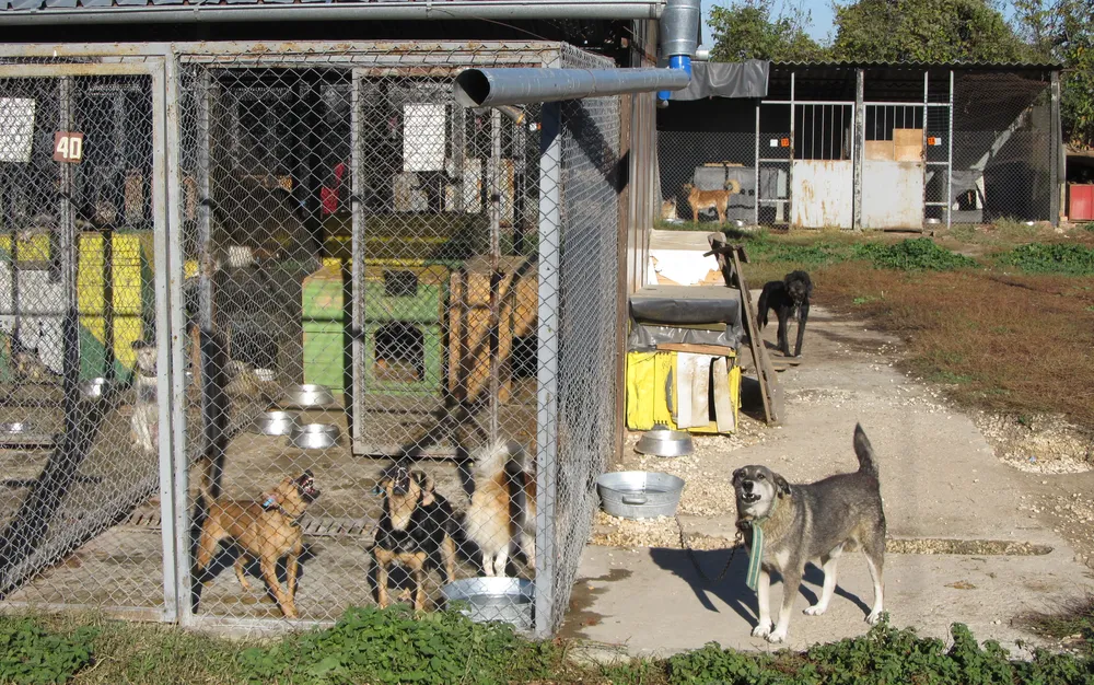 Бездомните кучета в приюта във Варна са без ветеринарен лекар