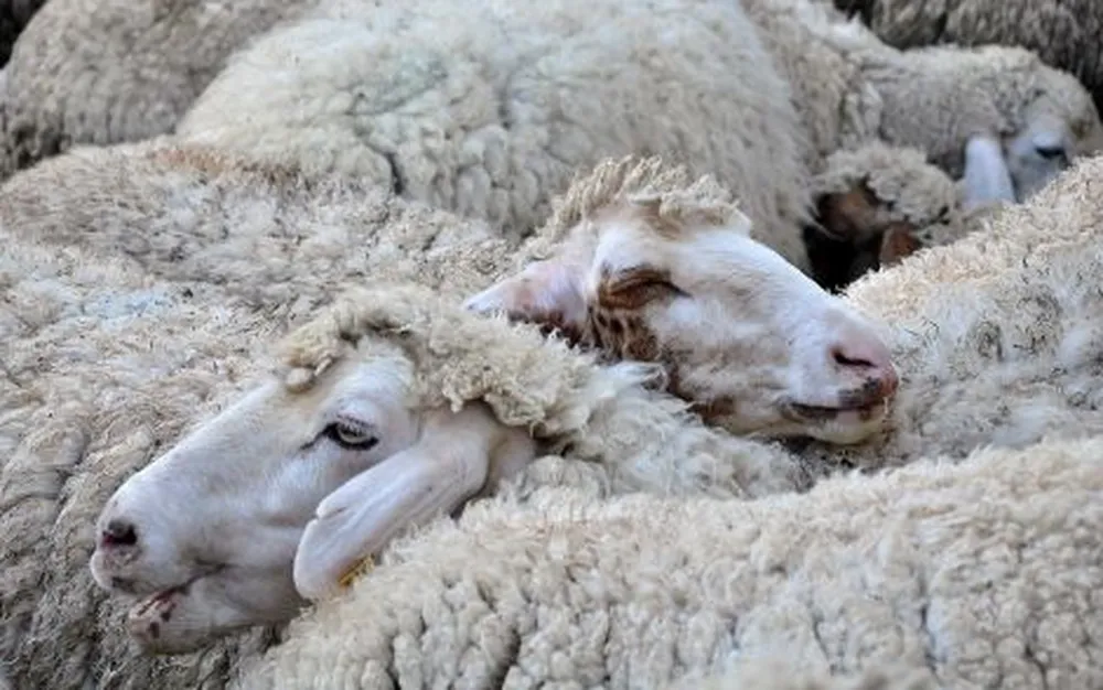 Очакват се резултатите от повторните проби на овцете с чума във Велинград, премахват заразените животни в Жельо войвода