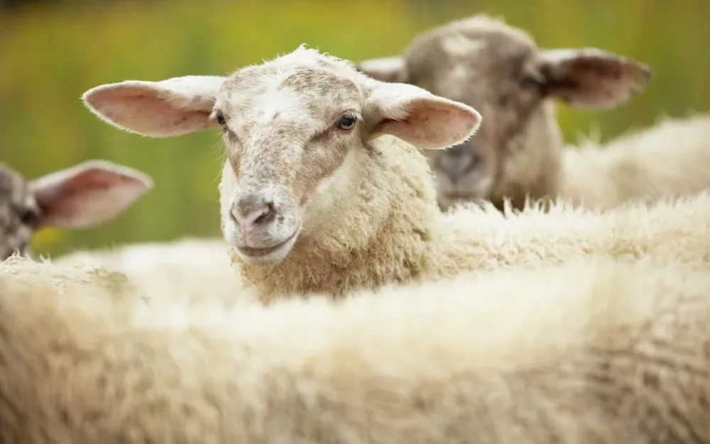  Фермерите от Крушаре отказват да допуснат ветеринари за проби за шарка