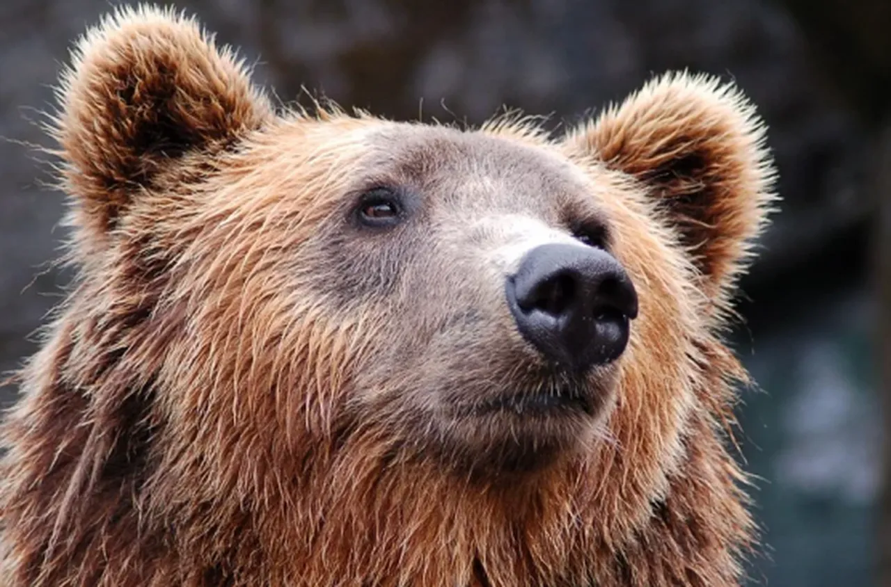 Екоинспекцията в Смолян разследва сигнал за нападение от мечка върху животно