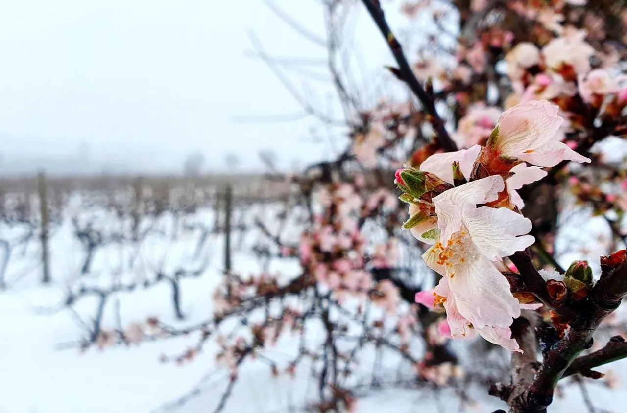 В село край Сливен спасяват прасковите с огън