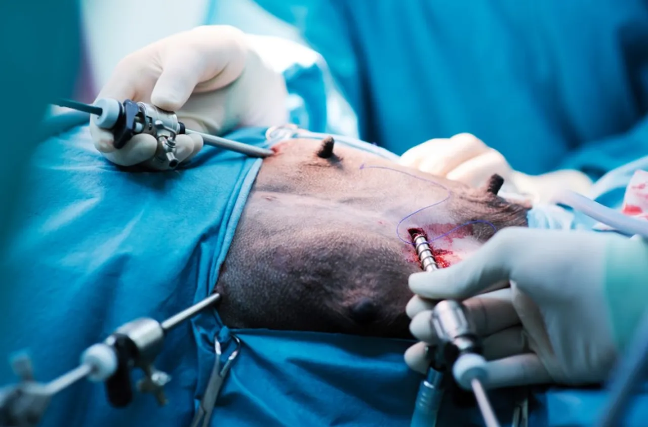 д-р Мирослав Генов за Лапароскопията във ветеринарната медицина в България