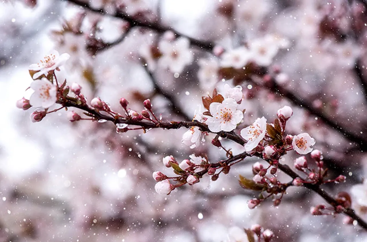 Априлският сняг поставя реколтата под заплаха след цъфването на овошките