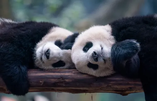 Вашингтон ще посрещне нова двойка панди, изпратени от Китай