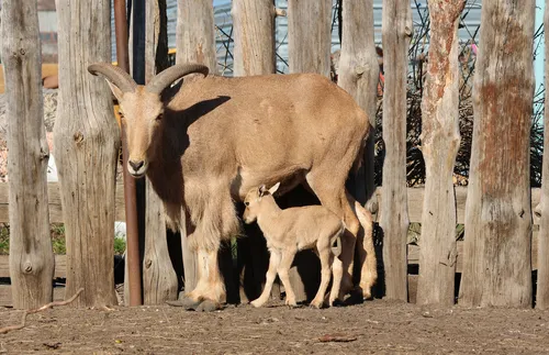 Столичният зоопарк с вход свободен за всички по повод Деня на детето