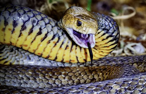 20-годишна е в реанимация след ухапване от змия в Кресна