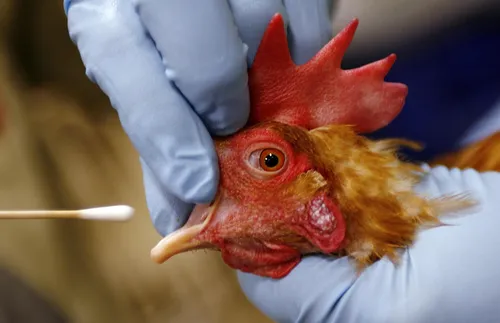САЩ откри четвърти случай на птичи грип, пренесен от крави, при човек