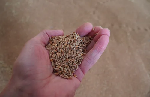 Украйна залови товарен кораб, изнасял зърно от Крим - подробности