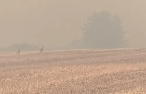 Пожар затвори границата между Северна Македония и Гърция