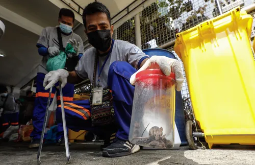 Париж се готви за топло посрещане на Олимпиадата - с изключение на плъховете