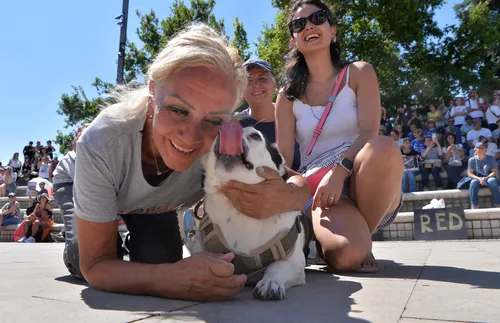 Турция решава съдбата на милиони бездомни кучета