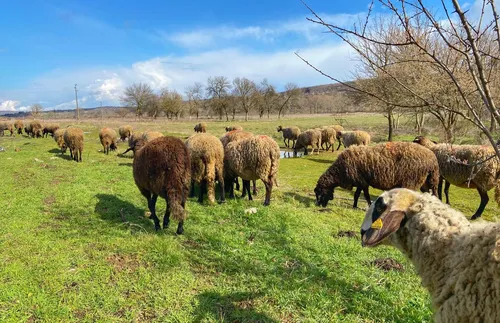 БАБХ въвежда допълнителни мерки срещу чумата по дребните преживни животни