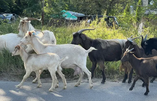 Отрицателни са пробите за чума по дребни преживни животни у нас