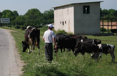Антракс в Разград, обявено е първично възникнало огнище на заболяването