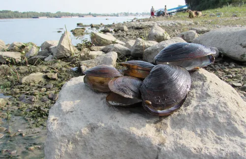 Във Варна откриха Ешерихия коли в миди, предлагани на пазара