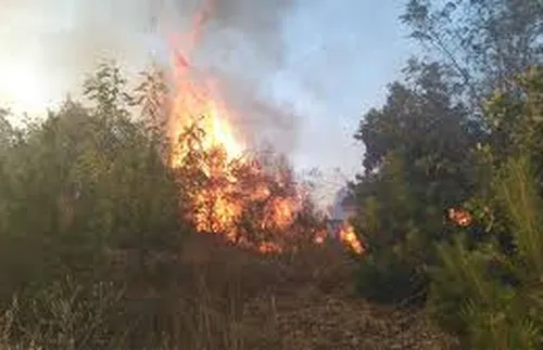 България поиска активиране на средства от земеделския резерв на ЕС заради щетите от суша и пожари