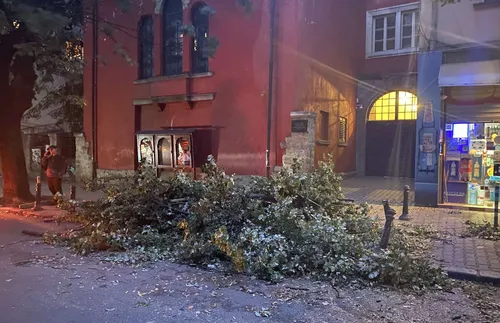 Огромно дърво падна близо до Червената къща в София - подробности - СНИМКИ - ВИДЕО