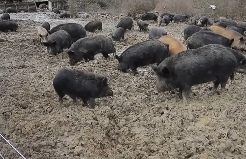 Няма чума по дребните преживни животни в България, проверени са 1701 ферми