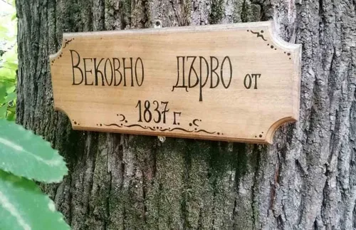 МОСВ обяви 30 вековни дървета за защитени