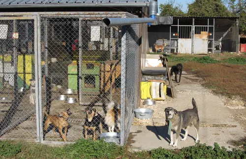 Бездомните кучета в приюта във Варна са без ветеринарен лекар