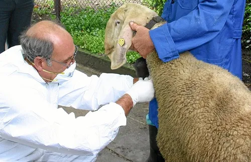 300 нови проби ще бъдат взети от овцете във Велинград след установеното огнище на чума