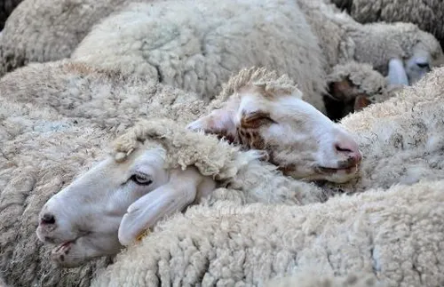 Очакват се резултатите от повторните проби на овцете с чума във Велинград, премахват заразените животни в Жельо войвода