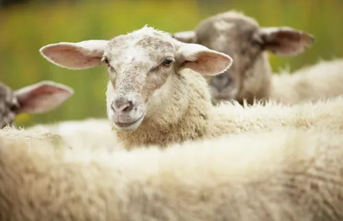  Фермерите от Крушаре отказват да допуснат ветеринари за проби за шарка