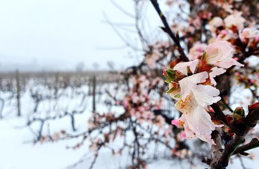 В село край Сливен спасяват прасковите с огън