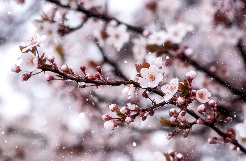 Априлският сняг поставя реколтата под заплаха след цъфването на овошките